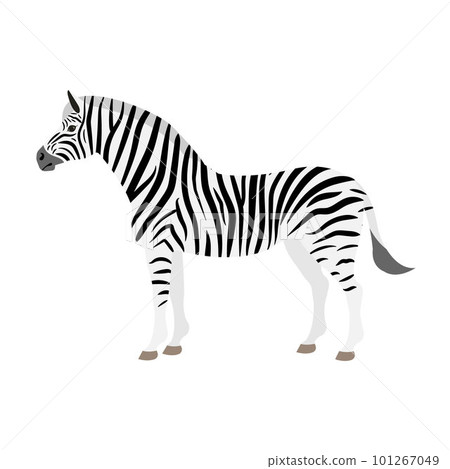 Vector flat zebra isolated on white background 101267049