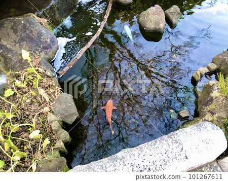 Carp swimming in Oshino Hakkai 101267611