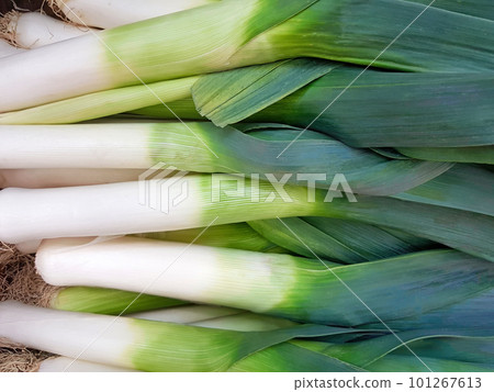 Organic Leek background. Raw green leeks 101267613
