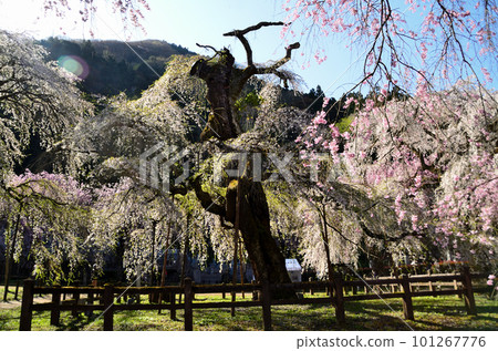 埼玉縣秩父市荒川上野清雲寺美麗的垂枝櫻花 101267776
