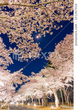 (Tomioka Town, Fukushima Prefecture) Yonomori Park/Sakura Tunnel Illuminated (Tomioka Town, Fukushima Prefecture) Yonomori Park/Sakura Tunnel Illuminated 101267910