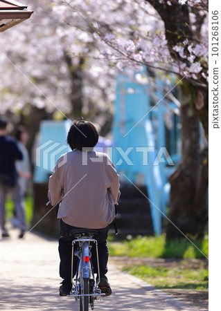 school teacher commuting by bicycle 101268106