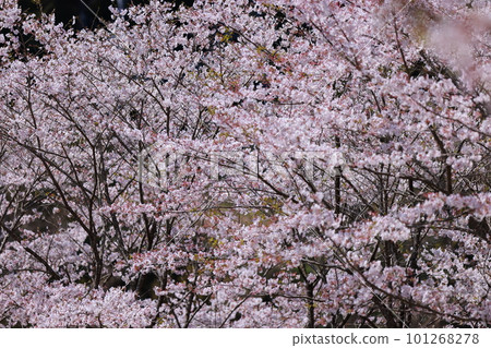 河邊櫻花盛開 101268278
