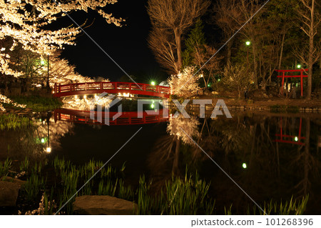 倒映在水面上的夜櫻和紅橋 101268396