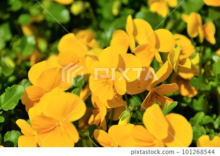 Yellow pansy 101268544