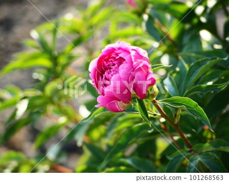 A red rose A red rose 101268563