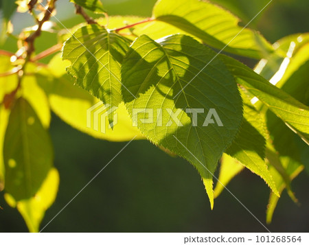 young leaves in sunlight young leaves in sunlight 101268564
