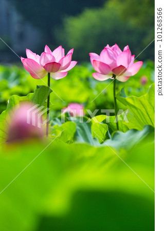Beautiful lotus flowers at Ueno Shinobazu Pond (Taito Ward, Tokyo) Beautiful lotus flowers at Ueno Shinobazu Pond (Taito Ward, Tokyo) 101268566