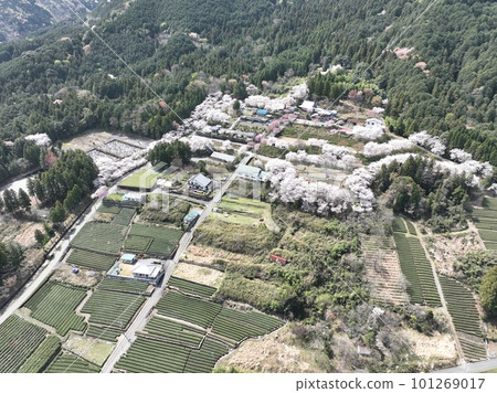 岐阜縣池田町 Yuka no Sato 附近的春天景色 101269017