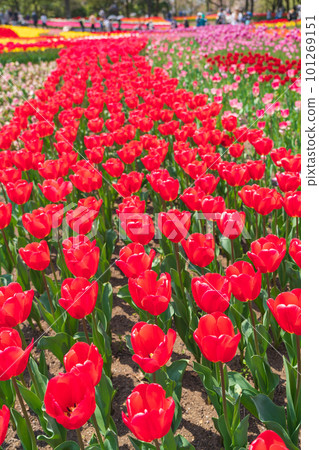Kiso Sansen Park Center in spring, tulips in full bloom <Kaizu City, Gifu Prefecture> 101269151
