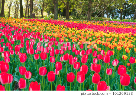 春天的木曾三仙公園中心，鬱金香盛開<岐阜縣海津市> 101269158