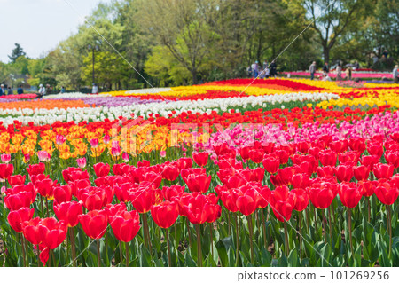 春天的木曾三仙公園中心，鬱金香盛開<岐阜縣海津市> 101269256