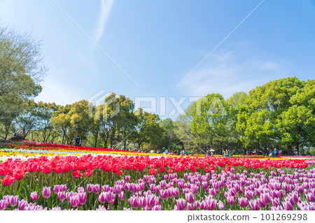 春天的木曾三仙公園中心，鬱金香盛開<岐阜縣海津市> 101269298