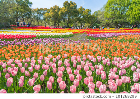 春天的木曾三仙公園中心,鬱金香盛開<岐阜縣海津市> 春天的木曾三仙公園中心,鬱金香盛開<岐阜縣海津市> 101269299