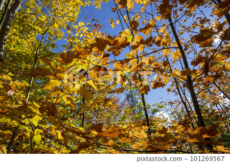 Autumn leaves in the sun. 101269567