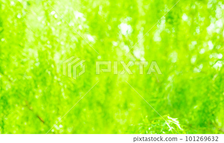 Blurred green background of plant. Green leaves of plant in garden abstract background. World environment day background. Beauty in nature. Light green plant background for clean and green environment Blurred green background of plant. Green leaves of plant in garden abstract background. World environment day background. Beauty in nature. Light green plant background for clean and green environment 101269632
