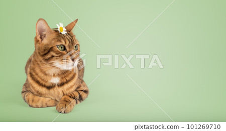 A cat with a camomile on its head on a colored background. 101269710