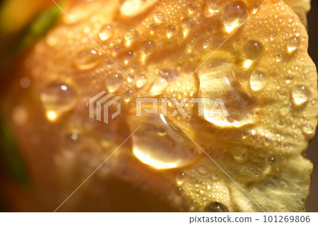 Close-up of plants after rain Close-up of plants after rain 101269806