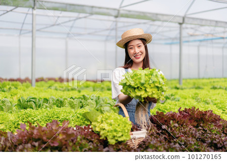 Woman smart farmer working and checking organic hydroponic vegetable quality in greenhouse plantation to management preparing export to sell 101270165