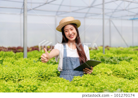 Woman smart farmer working and checking organic hydroponic vegetable quality in greenhouse plantation to management preparing export to sell Woman smart farmer working and checking organic hydroponic vegetable quality in greenhouse plantation to management preparing export to sell 101270174