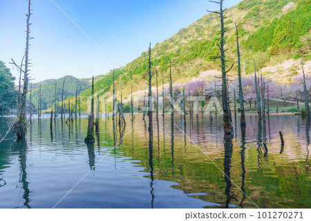 The submerged forest where spring came (Ichinomata Sakura Park) 101270271