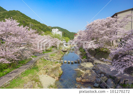 櫻花盛開的溫泉街(長門湯本溫泉) 櫻花盛開的溫泉街(長門湯本溫泉) 101270272