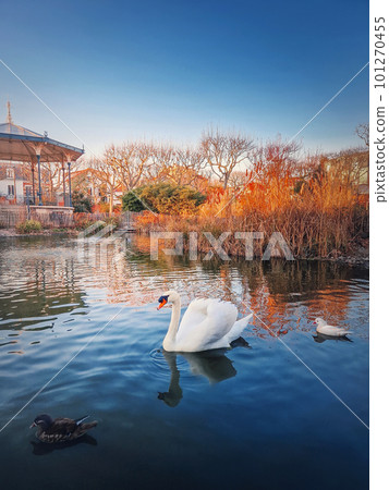 White swan and mandarin ducks floating on the lake in the park of Asnieres sur Seine city hall, France 101270455
