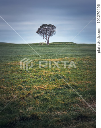 Idyllic view to a bench under a lone tree in the field. Picturesque landscape, solitude concept 101270496