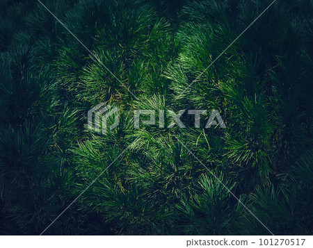 Closeup dark green pine tree texture. Evergreen needles natural background Closeup dark green pine tree texture. Evergreen needles natural background 101270517