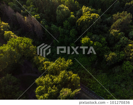 Green vivid trees greenery in city park aerial 101270836