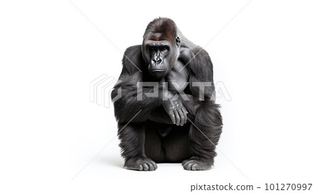 白色背景上的大猩猩 101270997