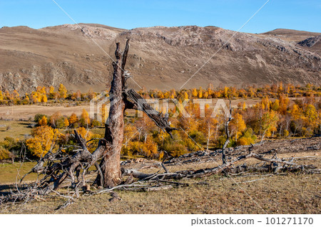 A tree exploded from lightning. Broken tree trunk in the mountains in the fall. High hills in the background. Blue sky. Horizontal. A tree exploded from lightning. Broken tree trunk in the mountains in the fall. High hills in the background. Blue sky. Horizontal. 101271170