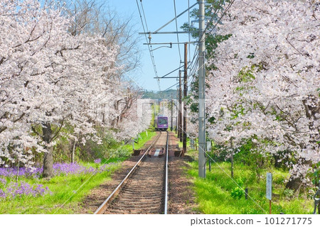 Cherry blossom tunnel Cherry blossom tunnel 101271775