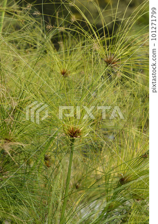 Papyrus sedge 101271799