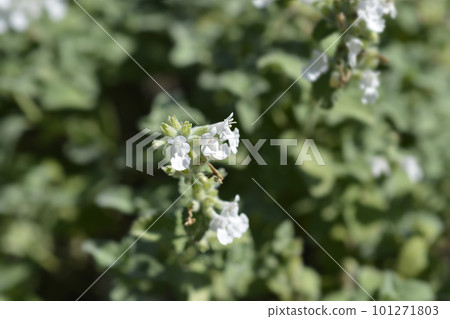 Catmint Snowflake Catmint Snowflake 101271803