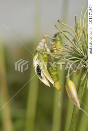 African Lily African Lily 101271804