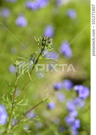 California gilia 101271807