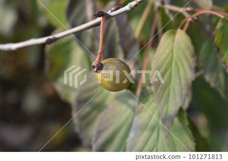 Handkerchief tree Handkerchief tree 101271813