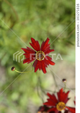 Plains tickseed 101271816