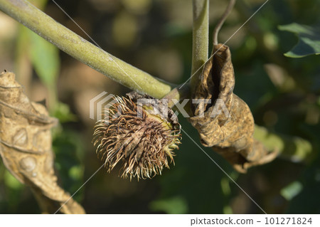 Thorn apple Inka Thorn apple Inka 101271824