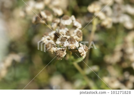 Sneezewort yarrow 101271828