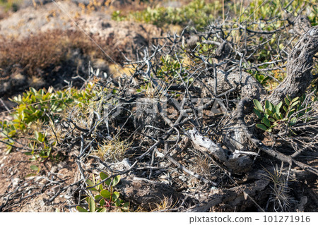 Dry bush branches and grass close in rural Greece 101271916