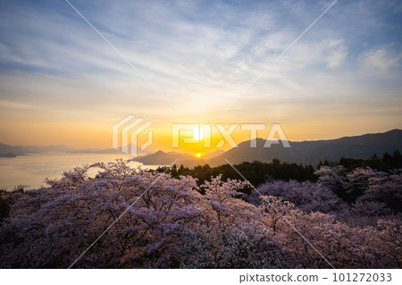 從開山公園看到的日出和櫻花 從開山公園看到的日出和櫻花 101272033