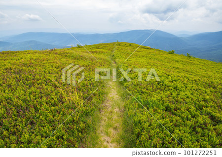 hiking path through the green hill. mountain landscape in summer. countryside tourism in ukraine hiking path through the green hill. mountain landscape in summer. countryside tourism in ukraine 101272251