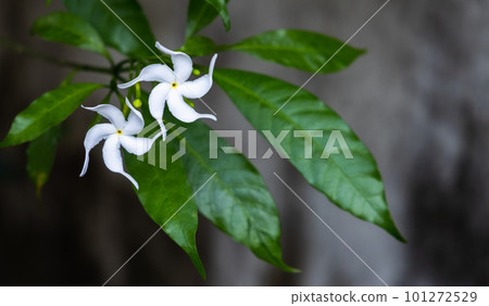 Two white flowers of Tabernaemontana divaricata or pinwheel flower Two white flowers of Tabernaemontana divaricata or pinwheel flower 101272529