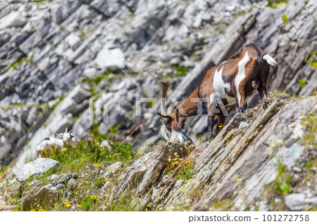 Goat in alps 101272758