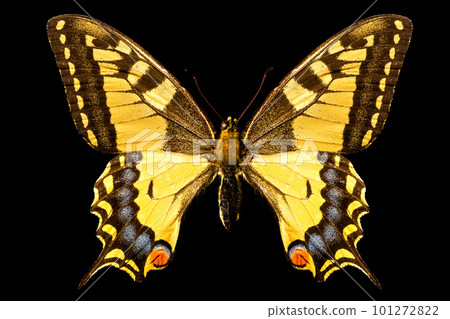 Butterfly, Papilio Machaon Butterfly, Papilio Machaon 101272822