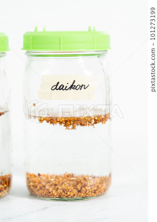 Day 1. Growing organic sprouts in a mason jar with sprouting lid on the kitchen counter. 101273199