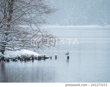 Early spring landscape with a beautiful lake and a tree above the water. Gray seagull is sitting on a stump on the lake in winter in a snowfall. Concept of the International Day of Birds. Copy space. 101273231