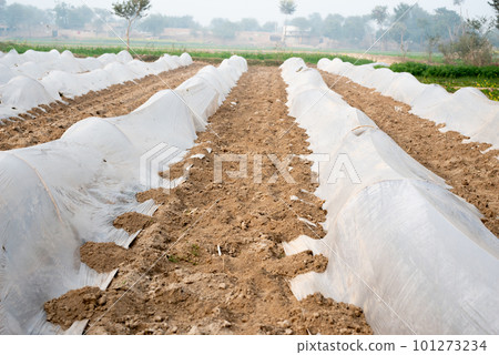 Cultivation of vegetables under low polyethylene tunnels. Cultivation of vegetables under low polyethylene tunnels. 101273234